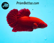 Load image into Gallery viewer, Red Halfmoon Plakat Male