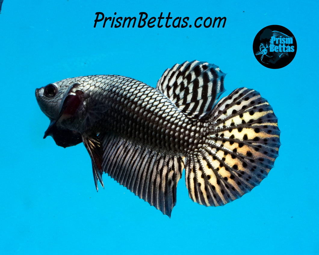 Copper Alien Male Bred by Frank's Bettas