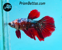 Load image into Gallery viewer, Marble Halfmoon Female