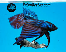 Load image into Gallery viewer, Smaragdina Wildtype Pair Bred by Frank&#39;s Bettas