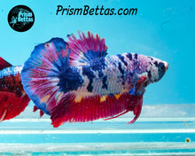 Load image into Gallery viewer, Pink Marble Halfmoon Male