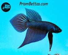 Load image into Gallery viewer, Smaragdina Wildtype Pair Bred by Frank&#39;s Bettas