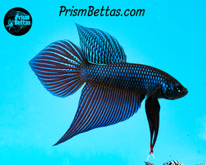 Smaragdina Wildtype Pair Bred by Frank's Bettas