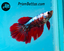 Load image into Gallery viewer, Marble Halfmoon Female
