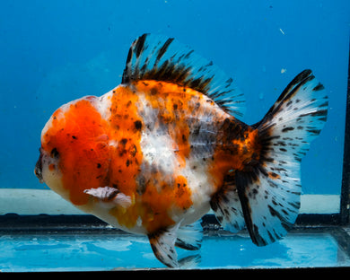 Calico Godzilla Oranda Male (4.5 inches) Imported in Thailand