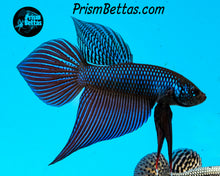 Load image into Gallery viewer, Smaragdina Wildtype Pair Bred by Frank&#39;s Bettas