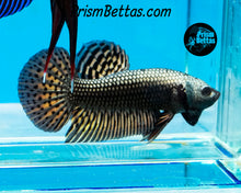 Load image into Gallery viewer, Copper Alien Male Bred by Frank&#39;s Bettas