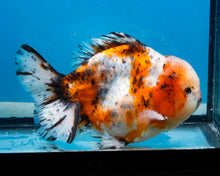 Load image into Gallery viewer, Calico Godzilla Oranda Male (4.5 inches) Imported in Thailand