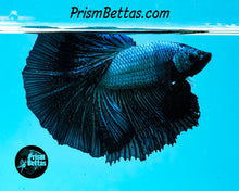 Load image into Gallery viewer, Blue Orchid Halfmoon Male