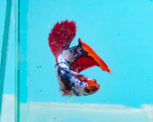 Load image into Gallery viewer, Marble Halfmoon Female