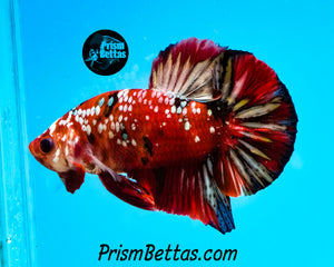 Copper Galaxy Halfmoon Plakat Male