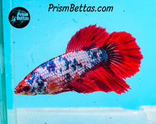 Load image into Gallery viewer, Marble Halfmoon Female