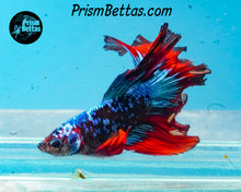 Load image into Gallery viewer, Red Blacklight Marble Halfmoon Male