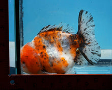 Load image into Gallery viewer, Calico Godzilla Oranda Male (4.5 inches) Imported in Thailand