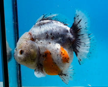 Load image into Gallery viewer, Calico Shortbodied Godzilla Oranda Male (4 inches) Imported in Thailand