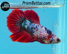 Load image into Gallery viewer, Marble Halfmoon Female