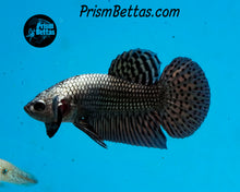Load image into Gallery viewer, Copper Alien Male Bred by Frank&#39;s Bettas