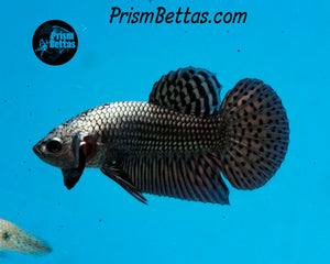 Copper Alien Male Bred by Frank's Bettas