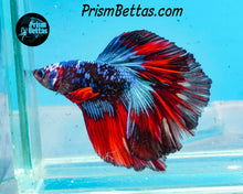 Load image into Gallery viewer, Red Blacklight Marble Halfmoon Male