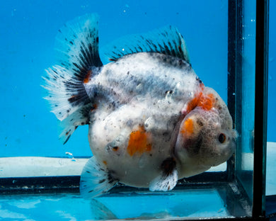 Calico Shortbodied Godzilla Oranda Male (4 inches) Imported in Thailand