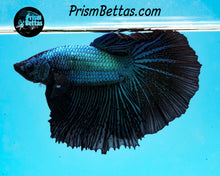 Load image into Gallery viewer, Blue Orchid Halfmoon Male