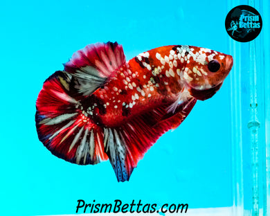 Copper Galaxy Halfmoon Plakat Male