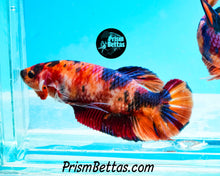 Load image into Gallery viewer, Candy Koi Giant Halfmoon Plakat Female