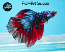 Load image into Gallery viewer, Red Blacklight Marble Halfmoon Male