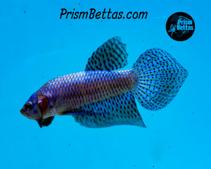 Blue Alien Spadetail Male Bred by Frank's Bettas