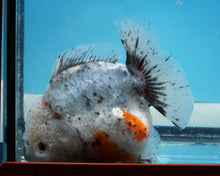 Load image into Gallery viewer, Calico Shortbodied Godzilla Oranda Male (4 inches) Imported in Thailand