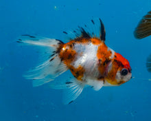 Load image into Gallery viewer, Calico  Oranda Female (3 inches) Imported in Thailand