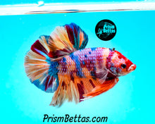 Load image into Gallery viewer, Candy Koi Giant Halfmoon Plakat Male