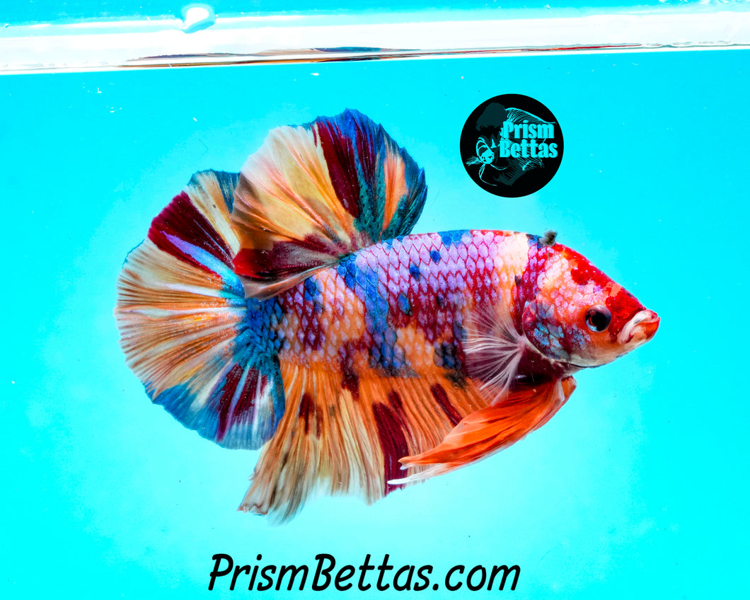 Candy Koi Giant Halfmoon Plakat Male