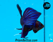 Load image into Gallery viewer, Blue Mahachai Wildtype Male Bred by Frank&#39;s Bettas