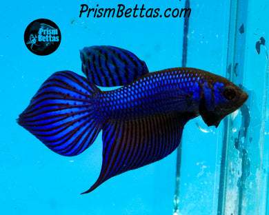 Blue Mahachai Wildtype Male Bred by Frank's Bettas