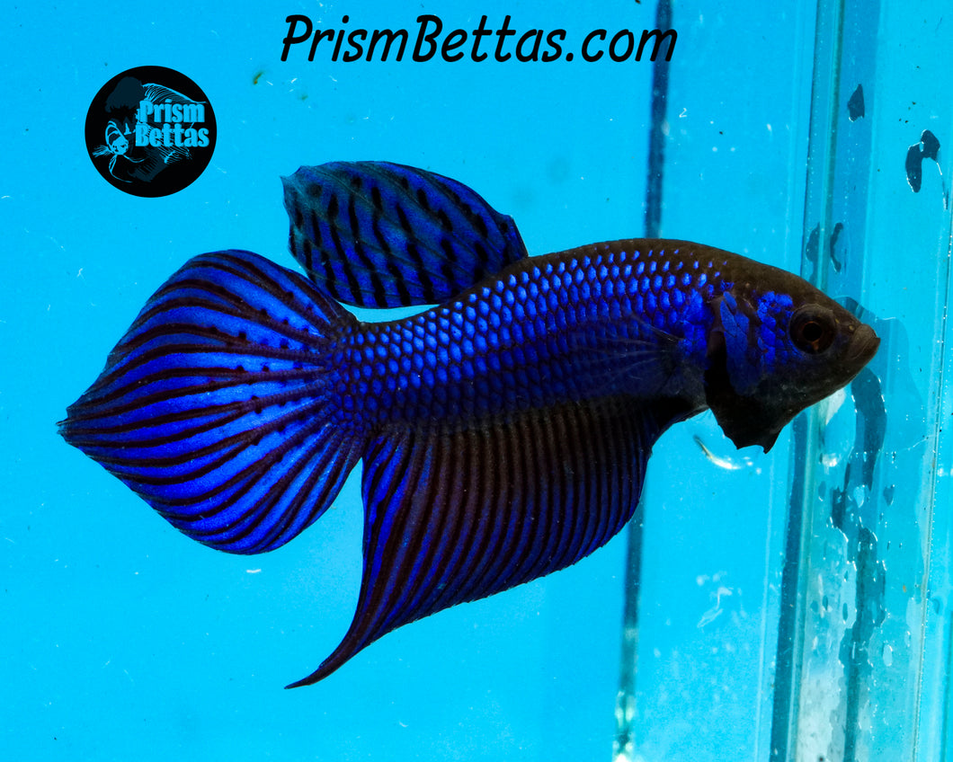 Blue Mahachai Wildtype Male Bred by Frank's Bettas