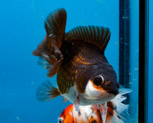 Load image into Gallery viewer, Panda Oranda Female (3.25 inches) Imported in Thailand