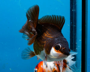 Panda Oranda Female (3.25 inches) Imported in Thailand