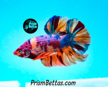 Load image into Gallery viewer, Candy Koi Giant Halfmoon Plakat Male