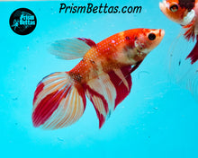 Load image into Gallery viewer, Candy Koi Veiltail Female