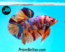 Load image into Gallery viewer, Candy Koi Giant Halfmoon Plakat Male