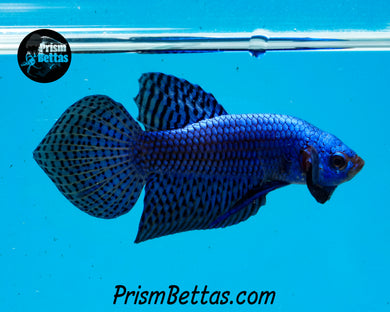 Blue Alien Spadetail Male Bred by Frank's Bettas