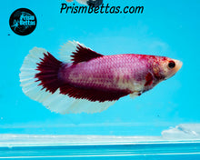 Load image into Gallery viewer, Pink Salamander Butterfly Halfmoon Female