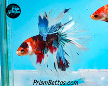 Load image into Gallery viewer, Red Koi Halfmoon Male