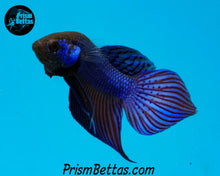 Load image into Gallery viewer, Blue Mahachai Wildtype Male Bred by Frank&#39;s Bettas