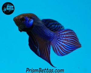 Blue Mahachai Wildtype Male Bred by Frank's Bettas