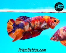 Load image into Gallery viewer, Candy Koi Giant Halfmoon Plakat Female