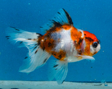 Calico  Oranda Female (3 inches) Imported in Thailand