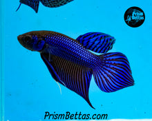Load image into Gallery viewer, Blue Mahachai Wildtype Male Bred by Frank&#39;s Bettas