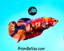 Load image into Gallery viewer, Candy Koi Giant Halfmoon Plakat Female